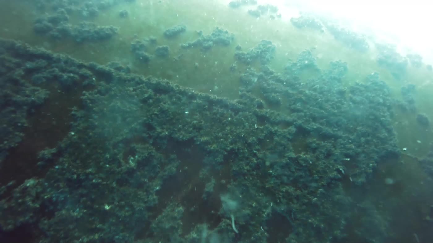 Bulbo de proa con biofouling denso registrado con ROV antes de limpieza